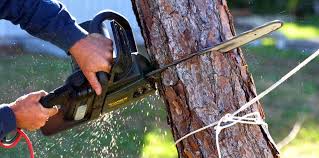 How Our Tree Care Process Works  in  Gholson, TX