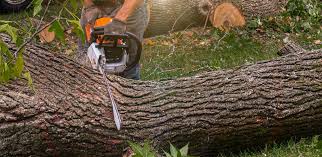 Professional Tree Services in Gholson, TX